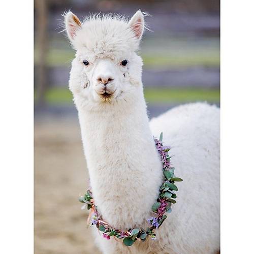 132706 Ravensburger, Alpaka Lama - 200 Par�a Puzzle