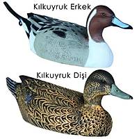 Dr Duck KILKUYRUK M�HRES� 1 ERKEK 1 D���