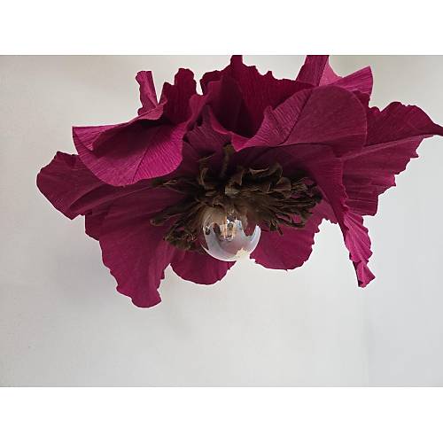 Carmen Serisi- Bordo Krmzs