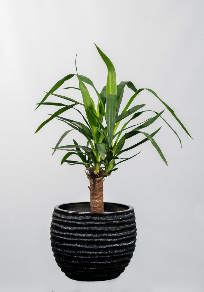 Yucca kısa