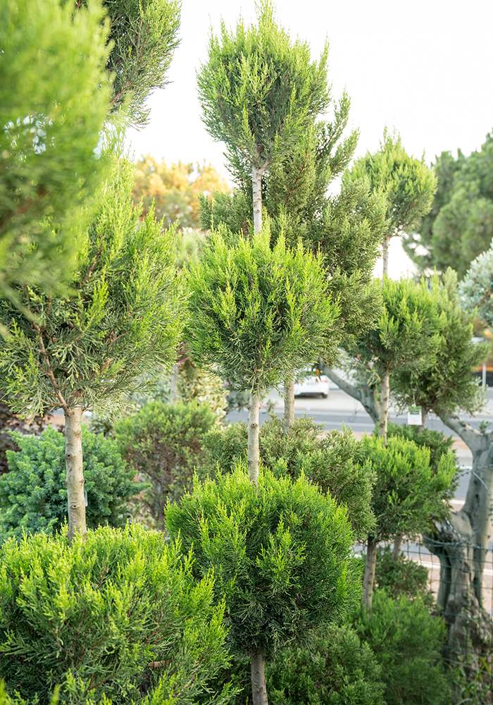 4 Top Limoni