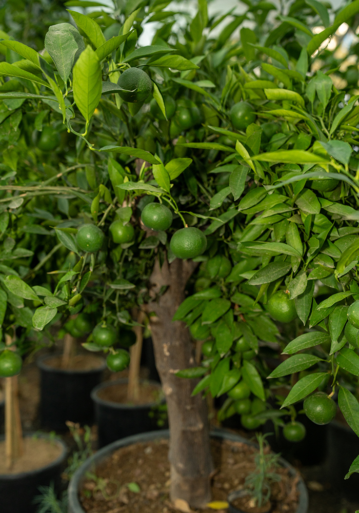Mandalina