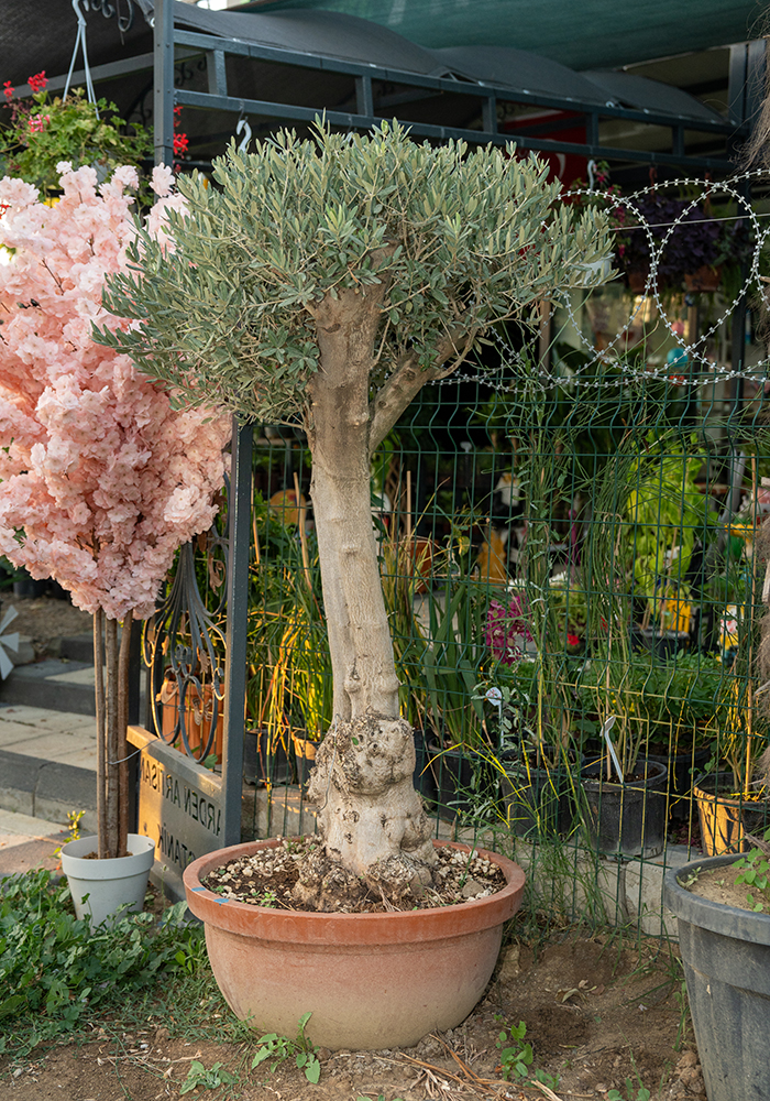 Zeytin Tabakta