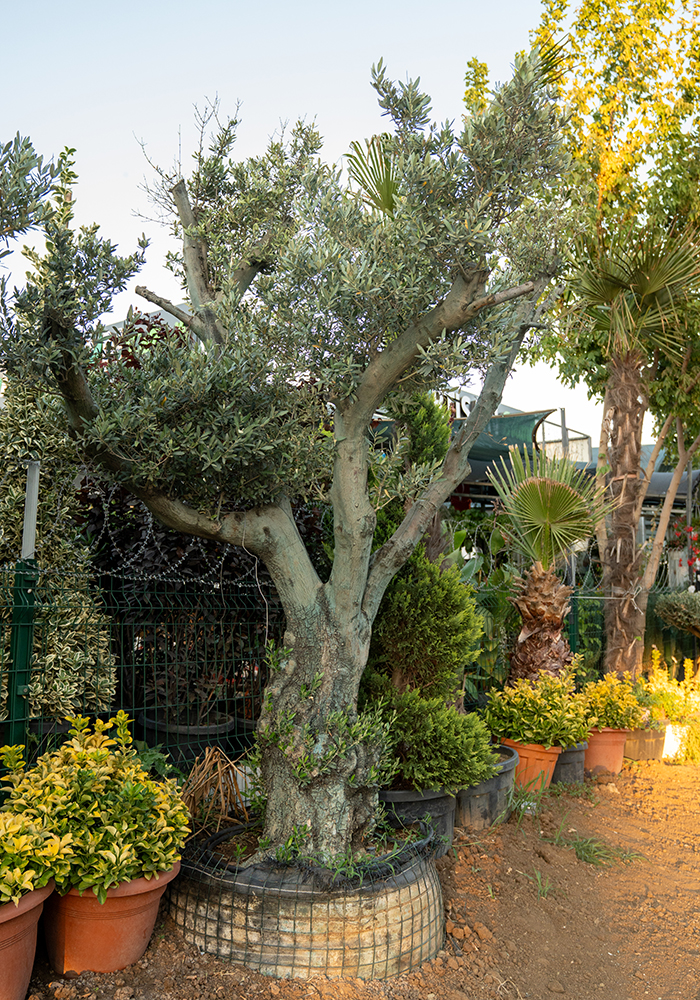 Şekilli Zeytin