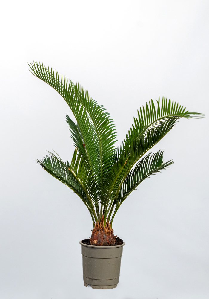 Cycas Sagu Palmiyesi