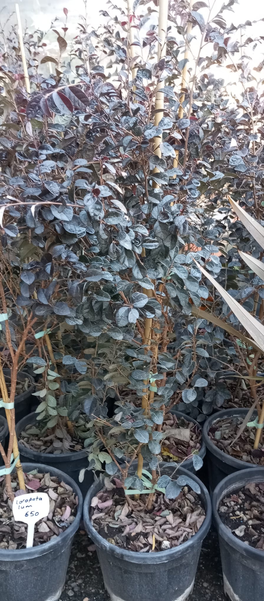 LORAPATALUM