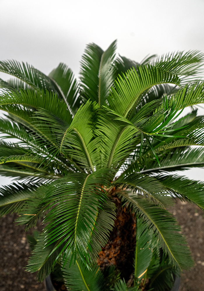 Cycas Sagu Palmiyesi