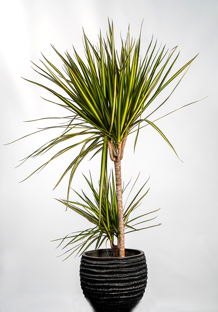 Margineta 2li