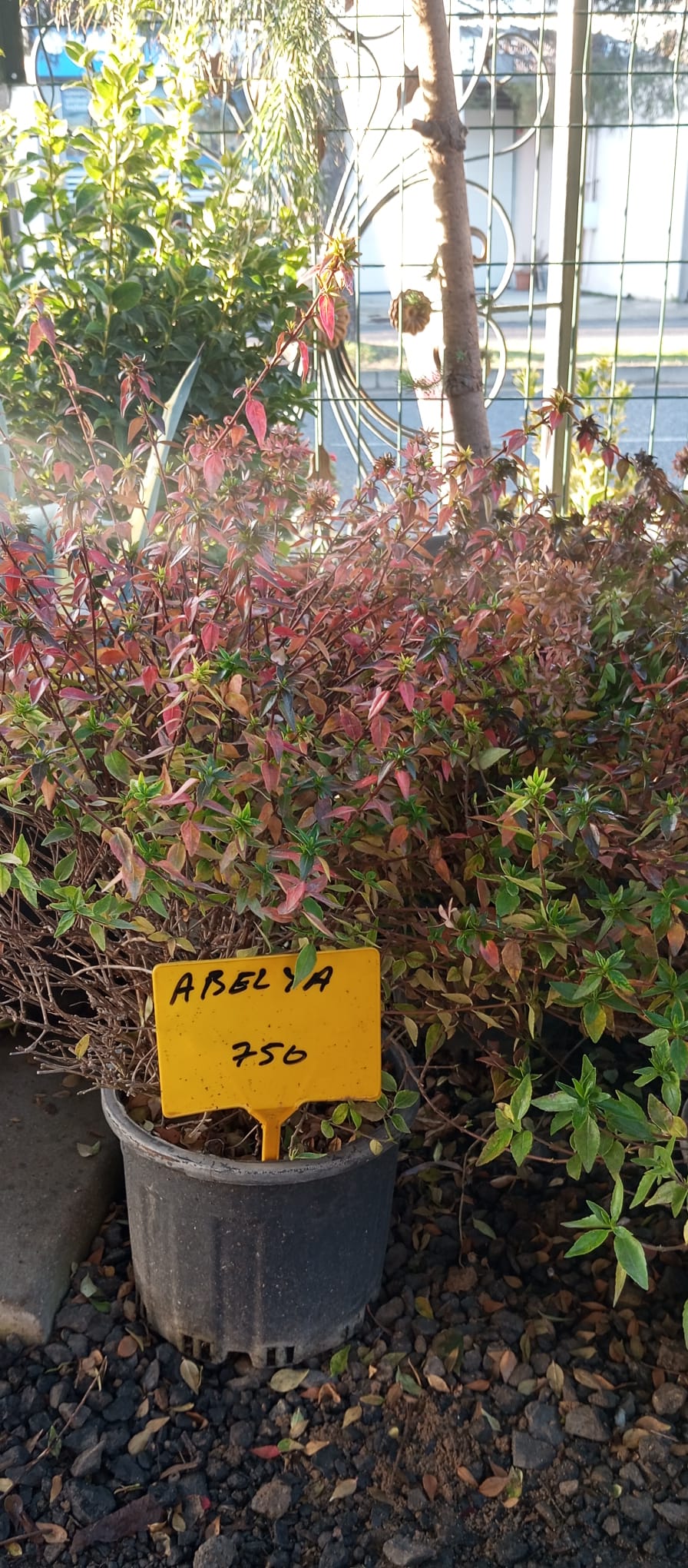 ABELYA