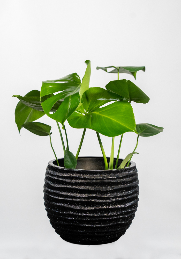 Monstera Deve Tabanı