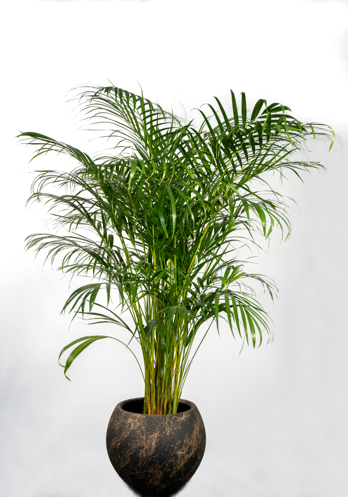 Areca Palmiyesi