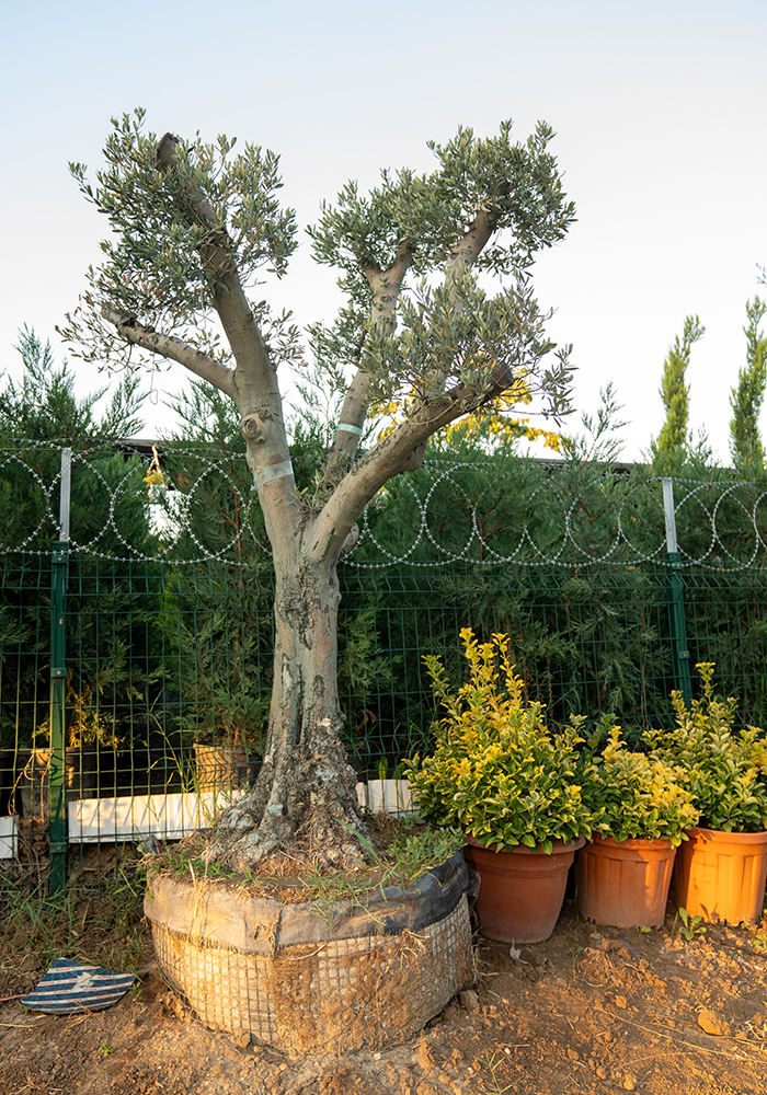 Şekilli Zeytin
