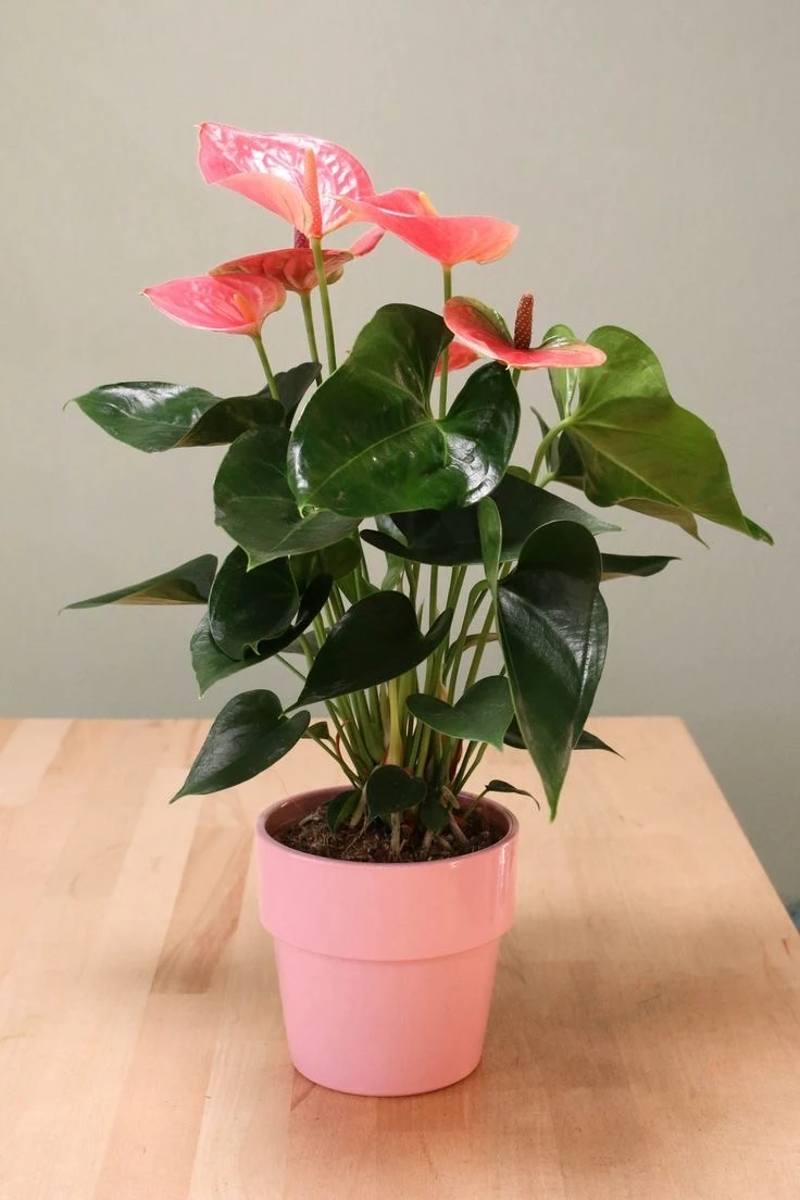 PEMBE ANTHORİUM