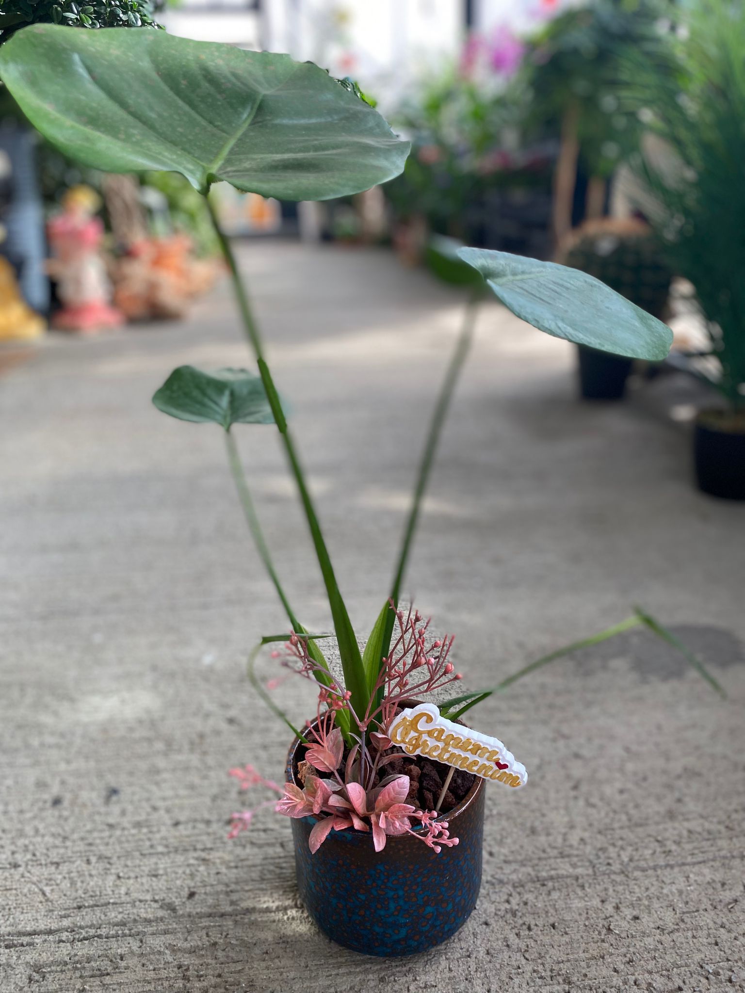 MONSTERA ÇİÇEĞİ
