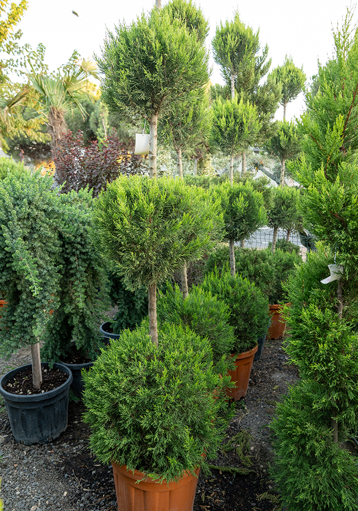 3 Top Limoni