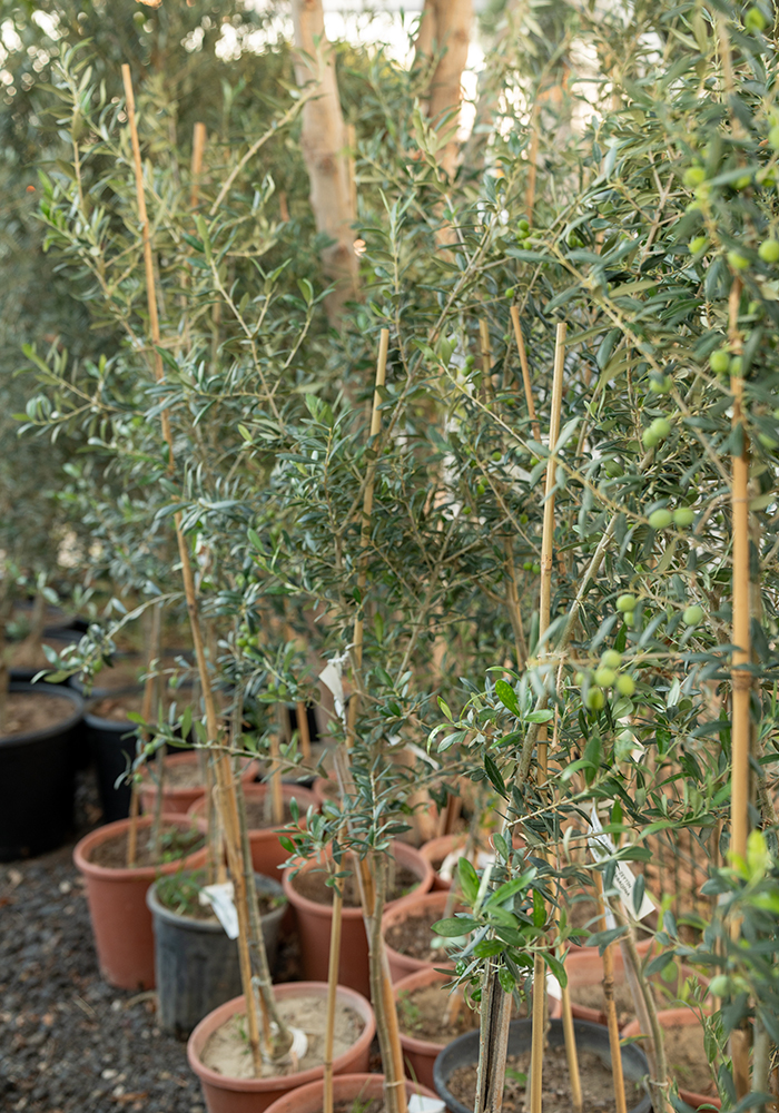 Zeytin