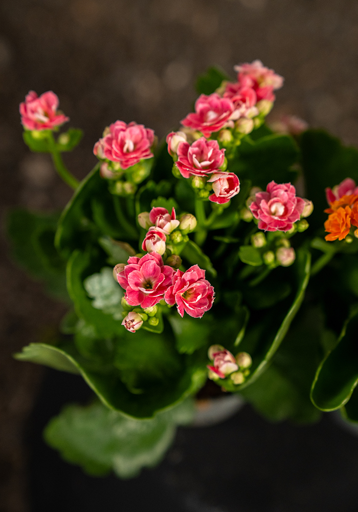 Kalanchoe