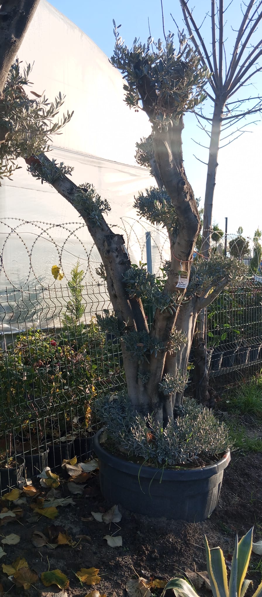 BONSAİ ZEYTİN ORTA
