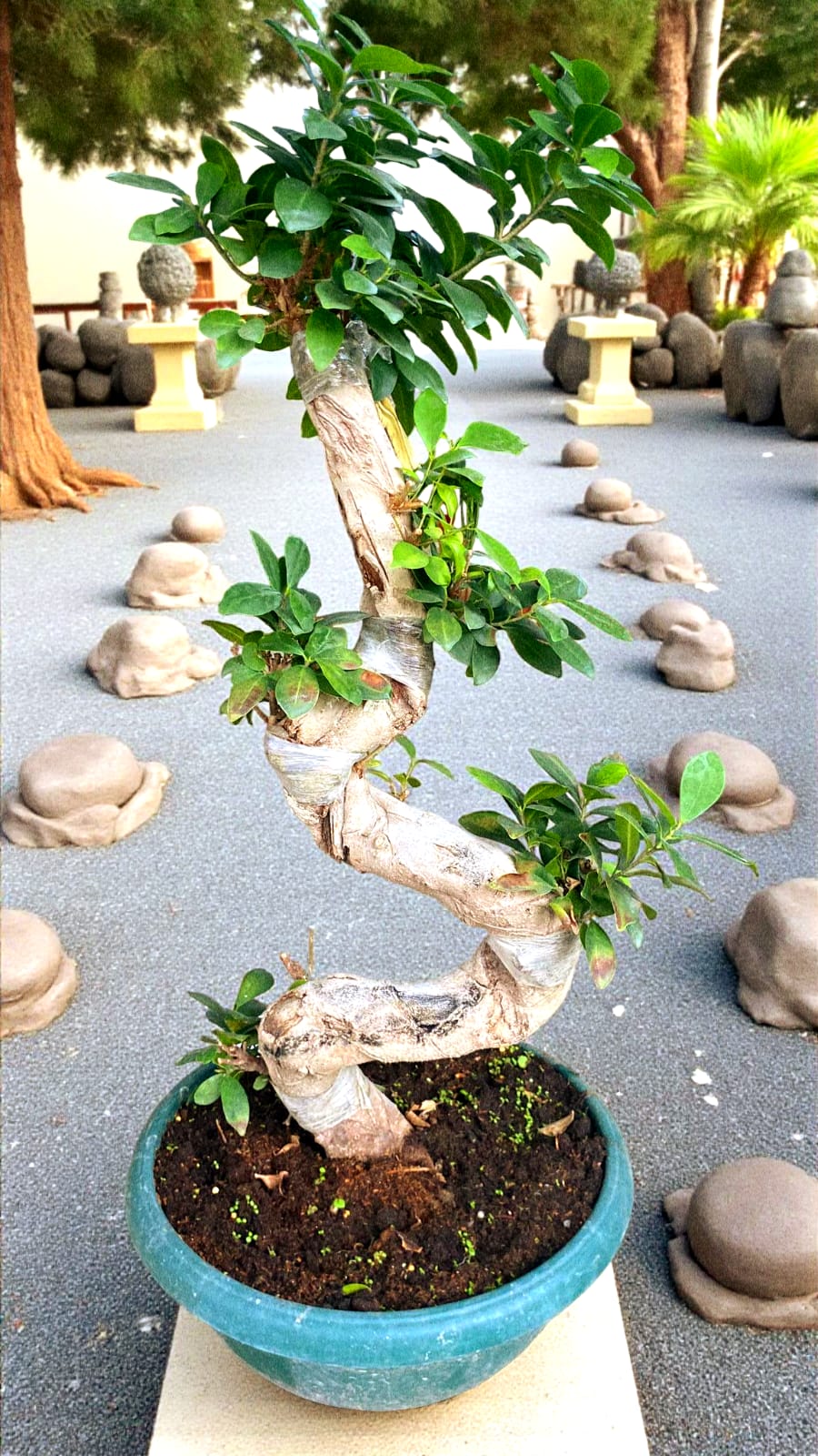 Kıvrımlı Bonsai