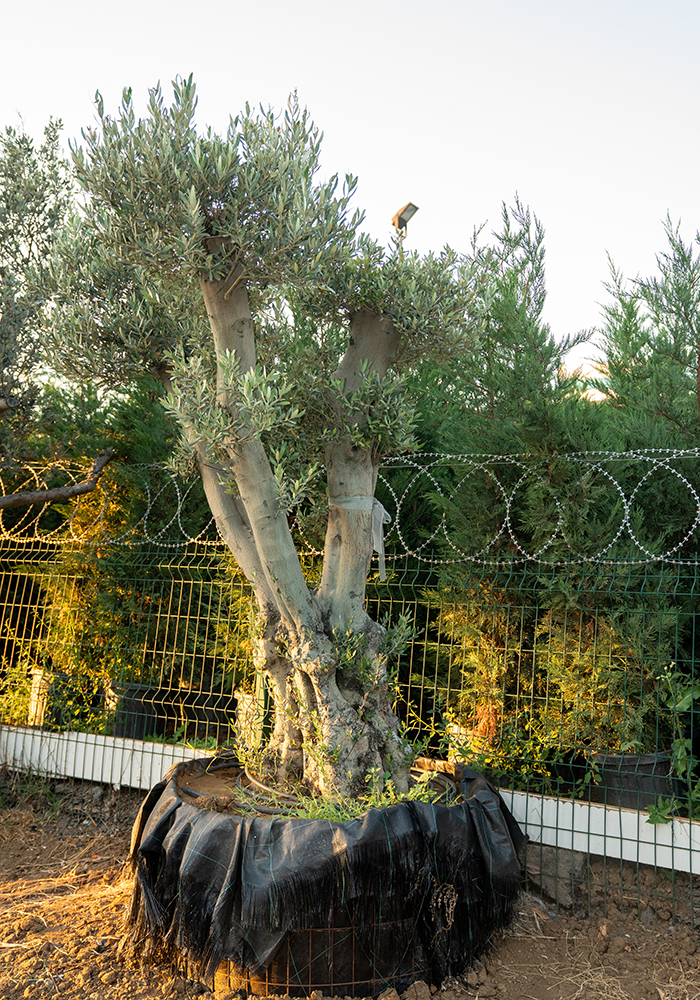 Şekilli Zeytin