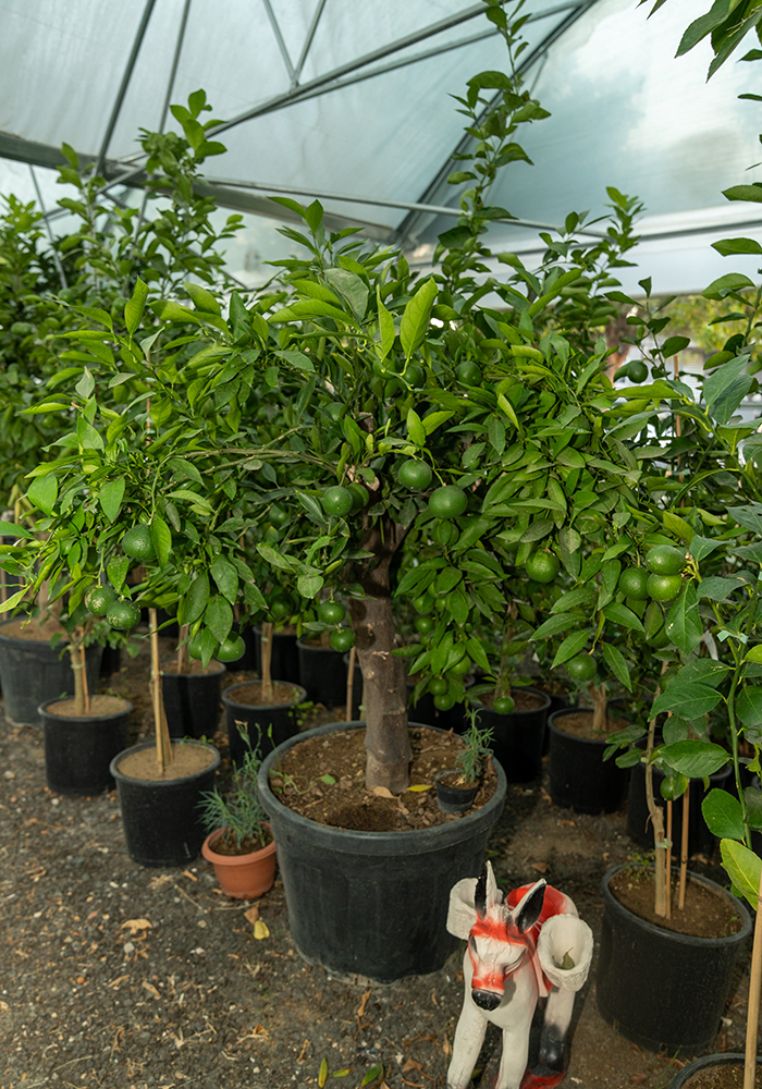 Mandalina