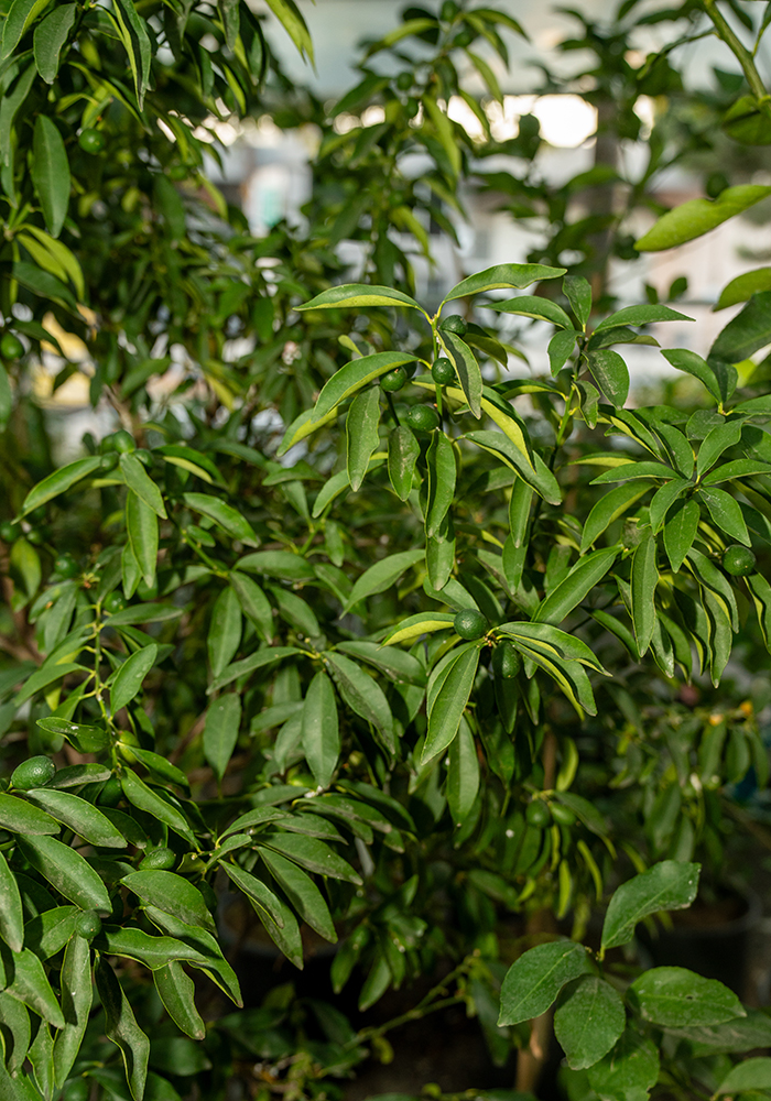 Kumkuat