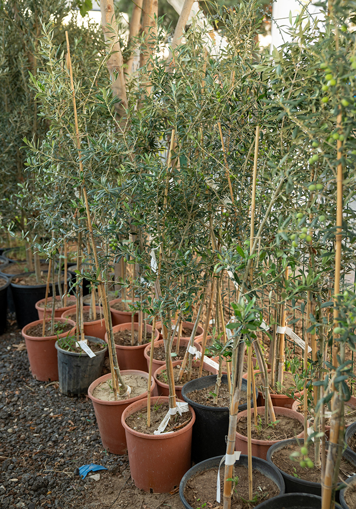 Zeytin