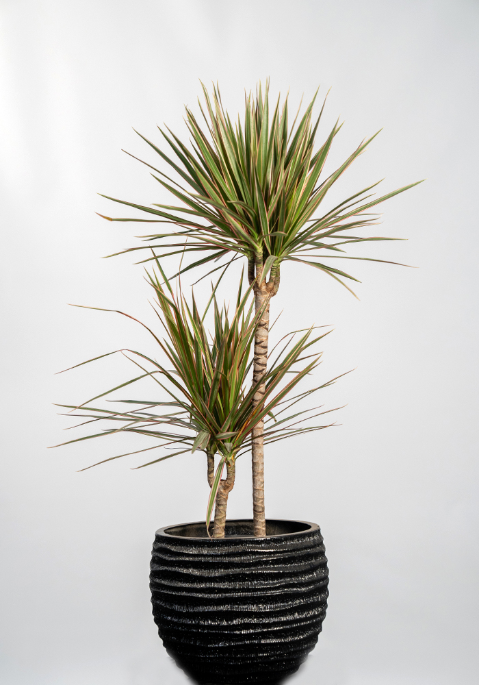 Margineta 2li