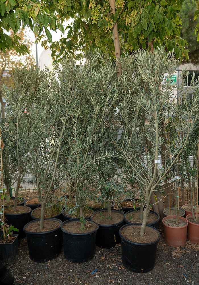 Zeytin