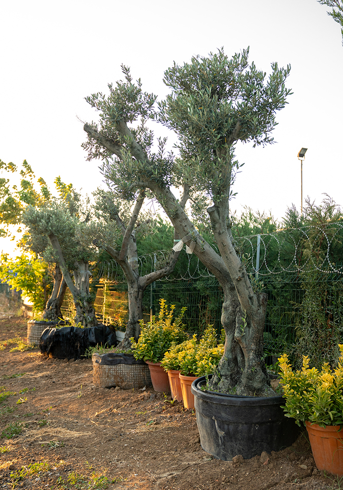 Şekilli Zeytin