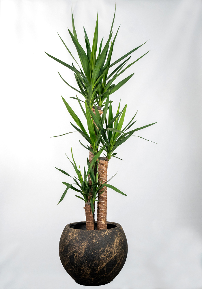 Yucca 3 lü