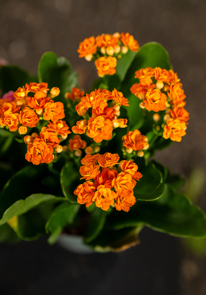 Kalanchoe