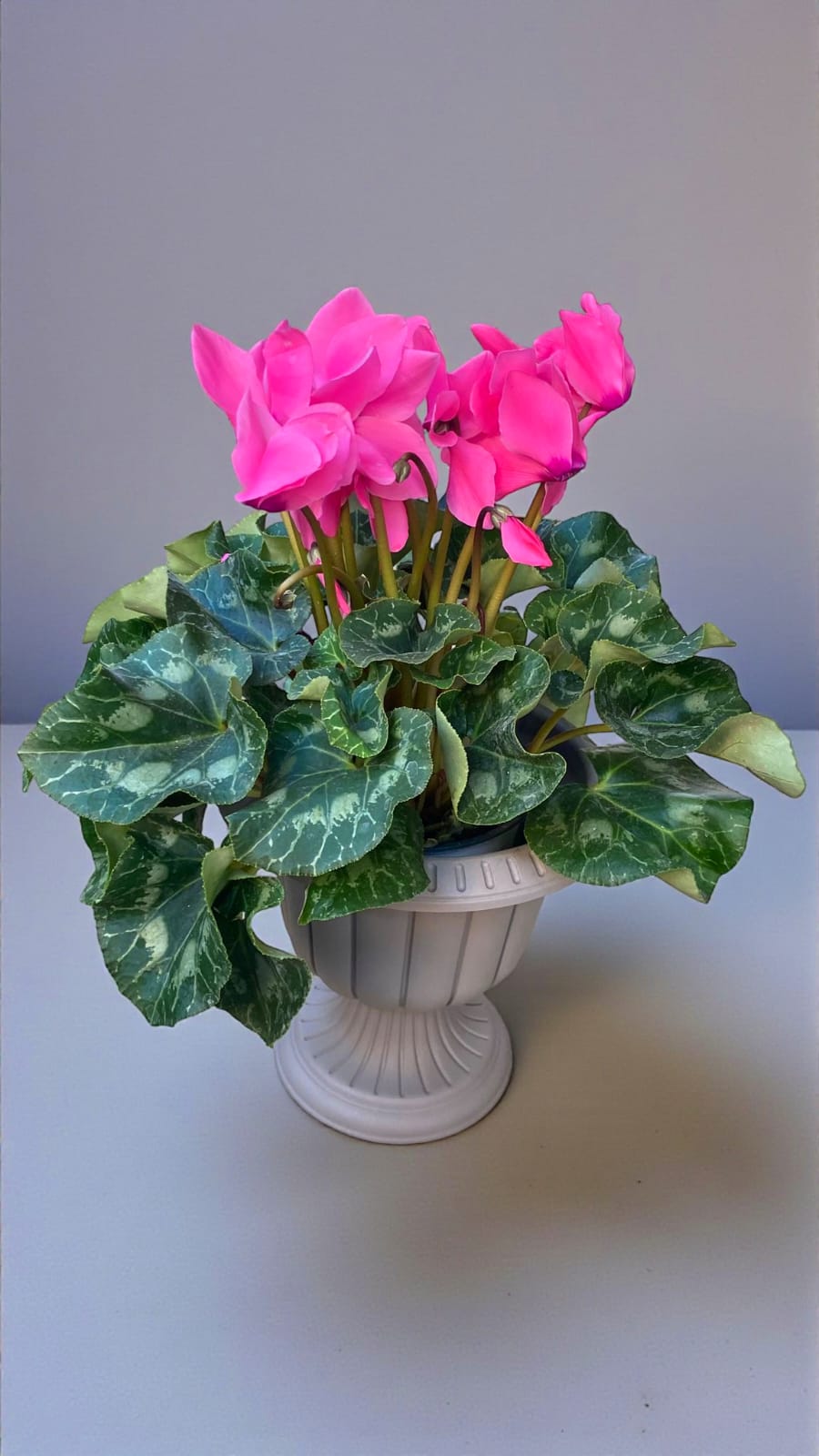 CYCLAMEN TAVŞAN ÇİÇEĞİ