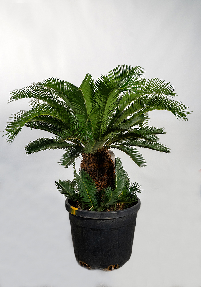 Cycas Sagu Palmiyesi