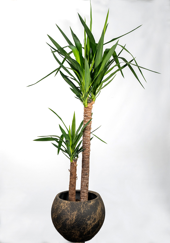 Yucca 2li