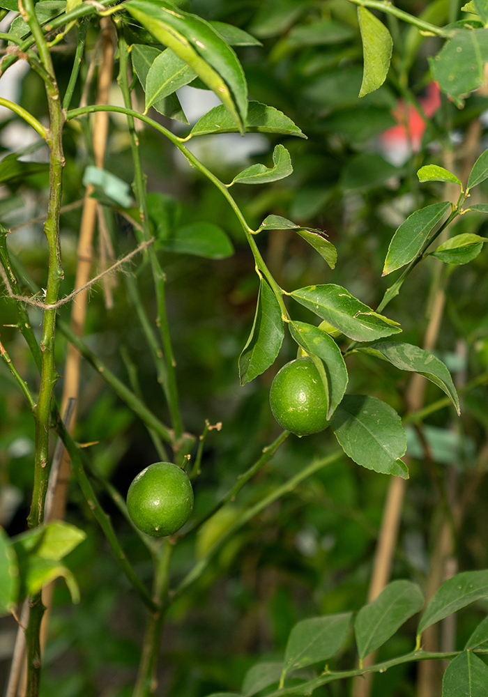 Yediveren Limon