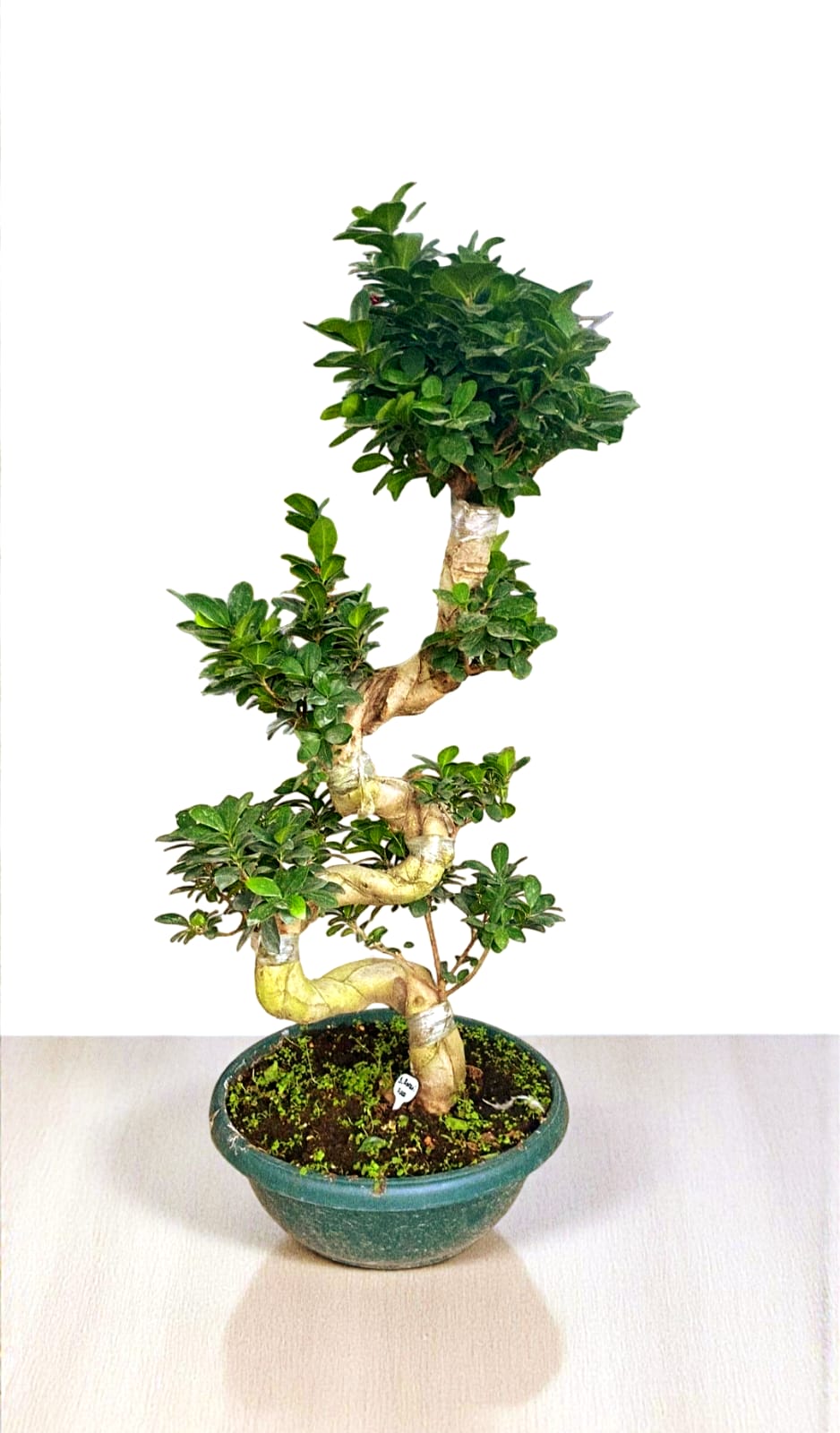 Büyük Kıvrımlı Bonsai
