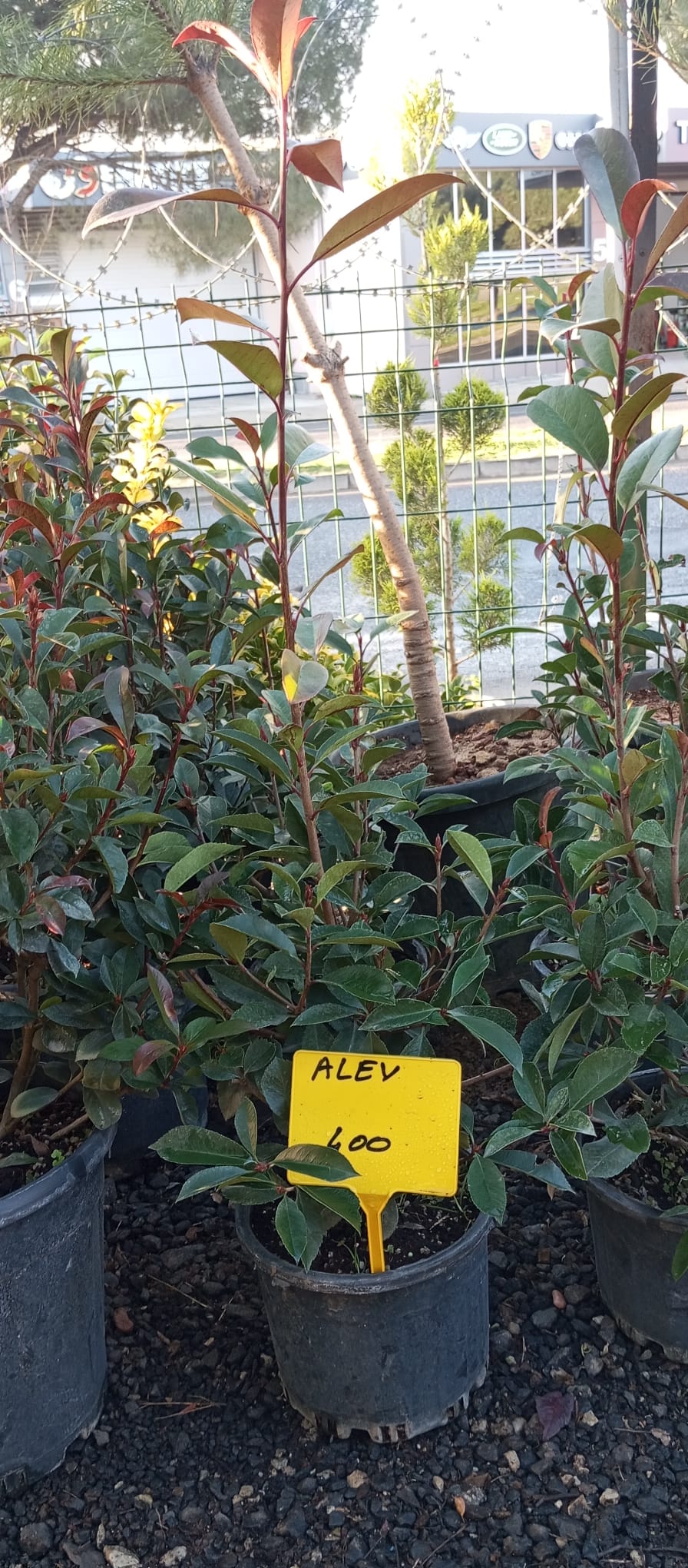 ALEV