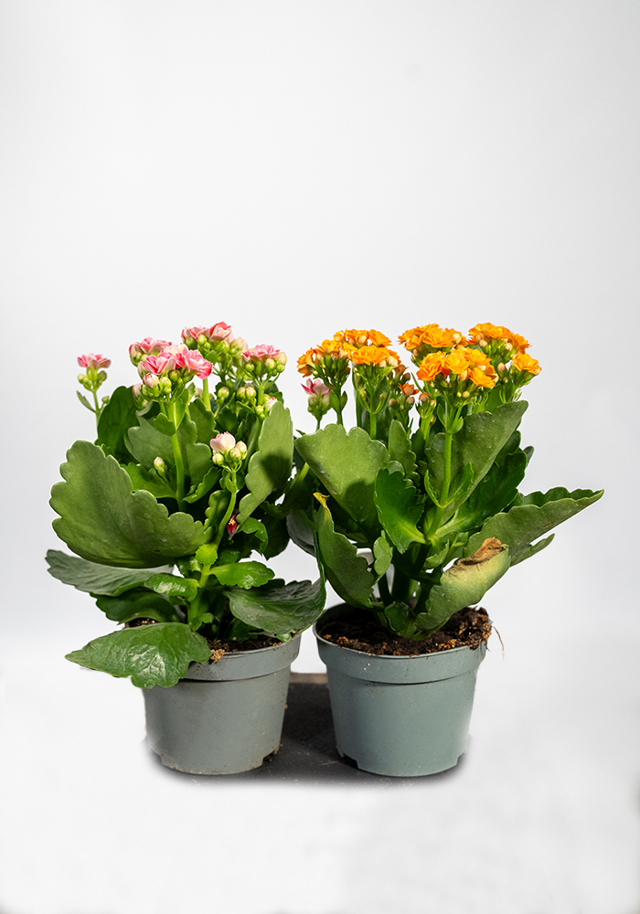 Kalanchoe
