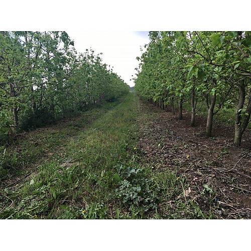 Kad�o�lu KM3 Trakt�r T�rpan� (3 Pistonlu Model)