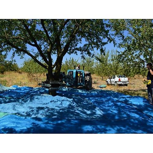 Spedo Fruipick Trakt�r Arkas� Uzaktan Kumandal� 3'l� Parmak Penseli A�a� G�vdesi Sars�c�s�