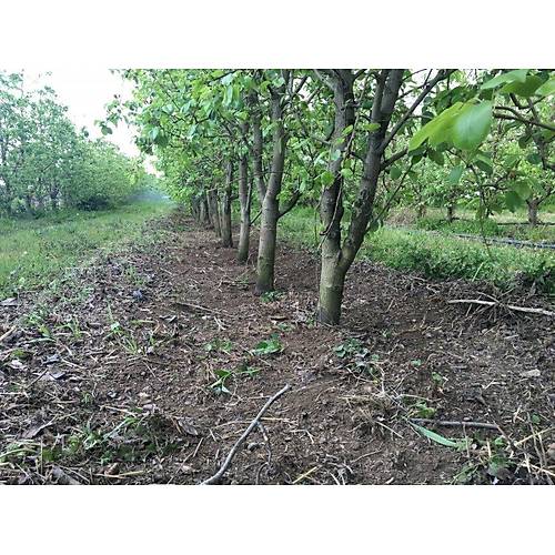 Kad�o�lu KM3 Trakt�r T�rpan� (3 Pistonlu Model)