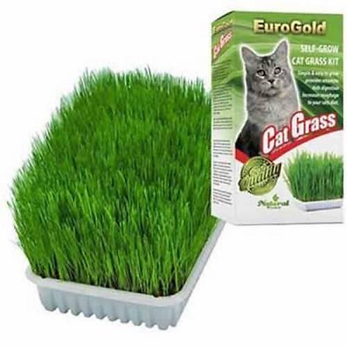 Cat Grass Kedi �imi