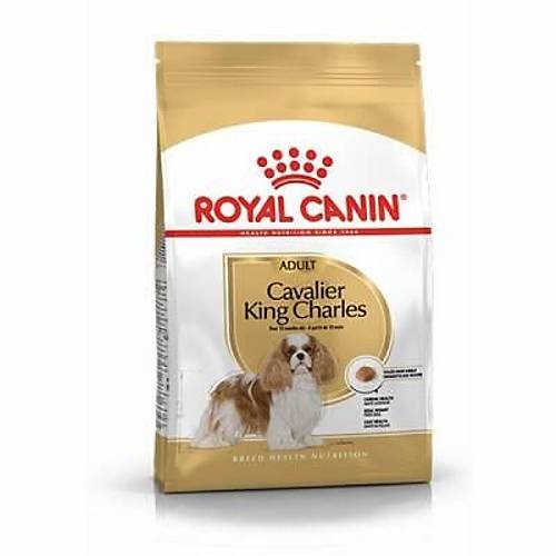 Cavalier King Charles Adult Yeti�kin K�pek Mamas� 3 Kg