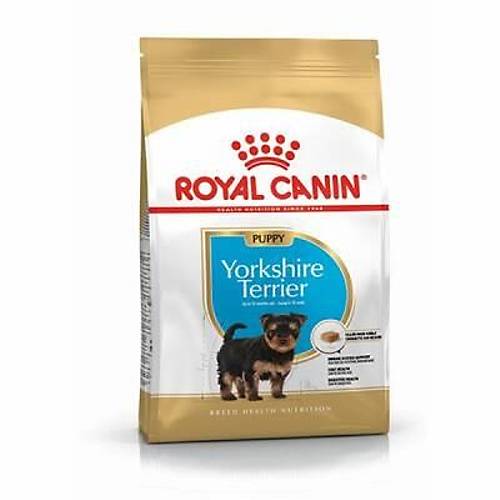 Yorkshire Terrier Puppy Yavru K�pek Mamas� 1,5 Kg