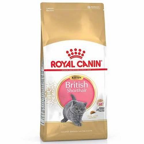 British Shorthair Kitten Yavru Kedi Mamas� 2 Kg
