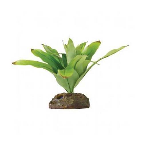 K���k �pek Neoregelia Plastik Teraryum Bitkisi