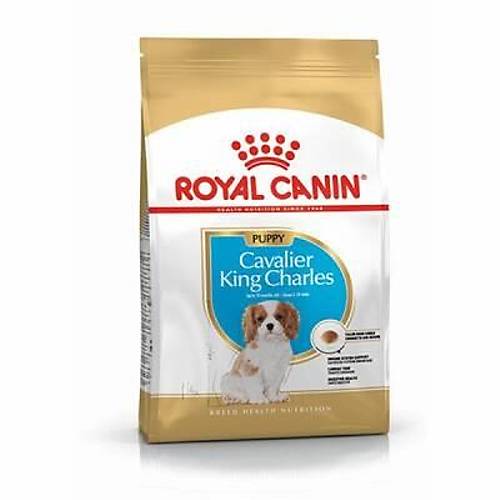 Cavalier King Charles Puppy Yavru K�pek Mamas� 1,5 Kg