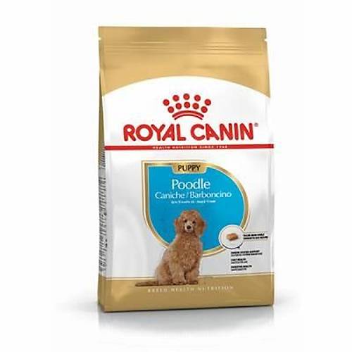 Poodle Puppy Yavru K�pek Mamas� 3 Kg