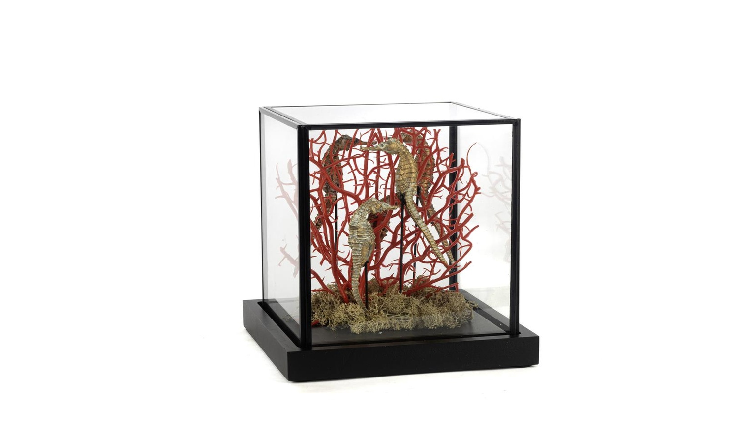 Coral Oranj Gold Dekoratif Cam Fanus 19x19x21 cm